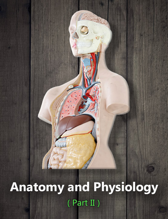 Anatomy and Physiology Online Course (Part II) - American School of ...